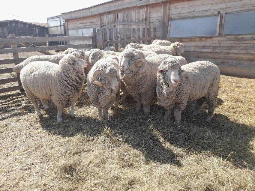 ​Племенное хозяйство из Агинского округа получит грант на строительство овцеводческого монокомплекса
